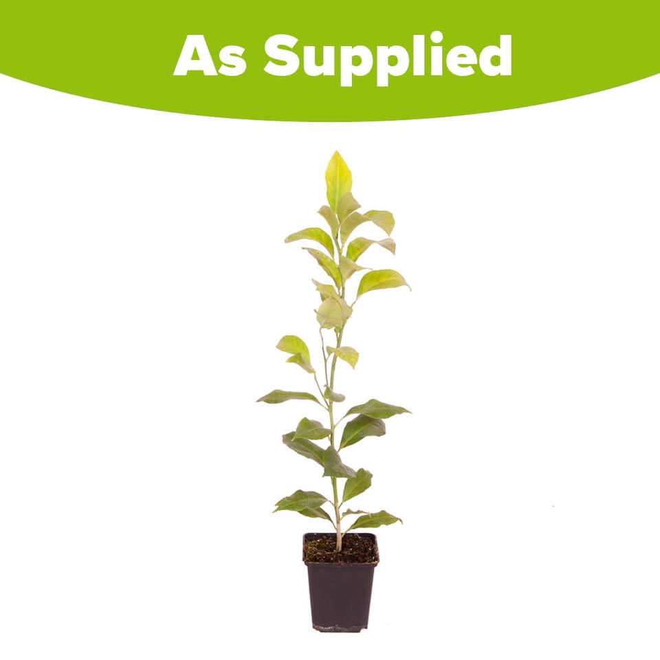 image 1 of YouGarden Citrus Lemon 'Citron' Tree in 7/9cm Pot, Lemon Trees for Gardens, Grow Your Own Tree in Garden and Home