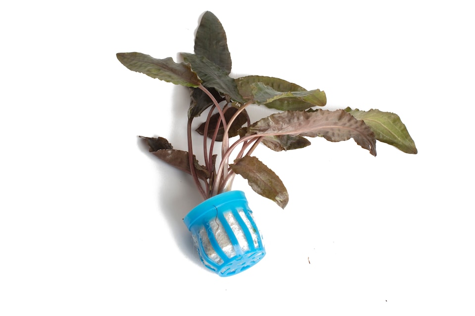 image 1 of Cryptocoryne beckettii - Live Aquarium Plant for Midground Planting, Low Light, Beginner Friendly - Fish Tank Plant