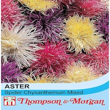 Aster Spider Chrysanthemum Mixed 1 Seed Packet (200 Seeds)