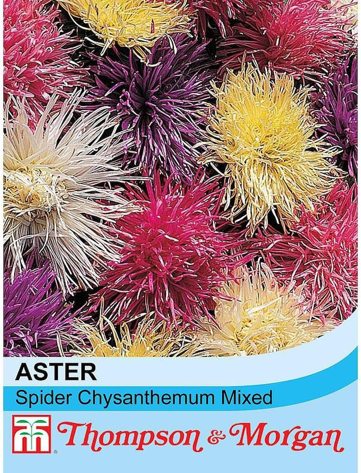 Aster Spider Chrysanthemum Mixed 1 Seed Packet (200 Seeds)