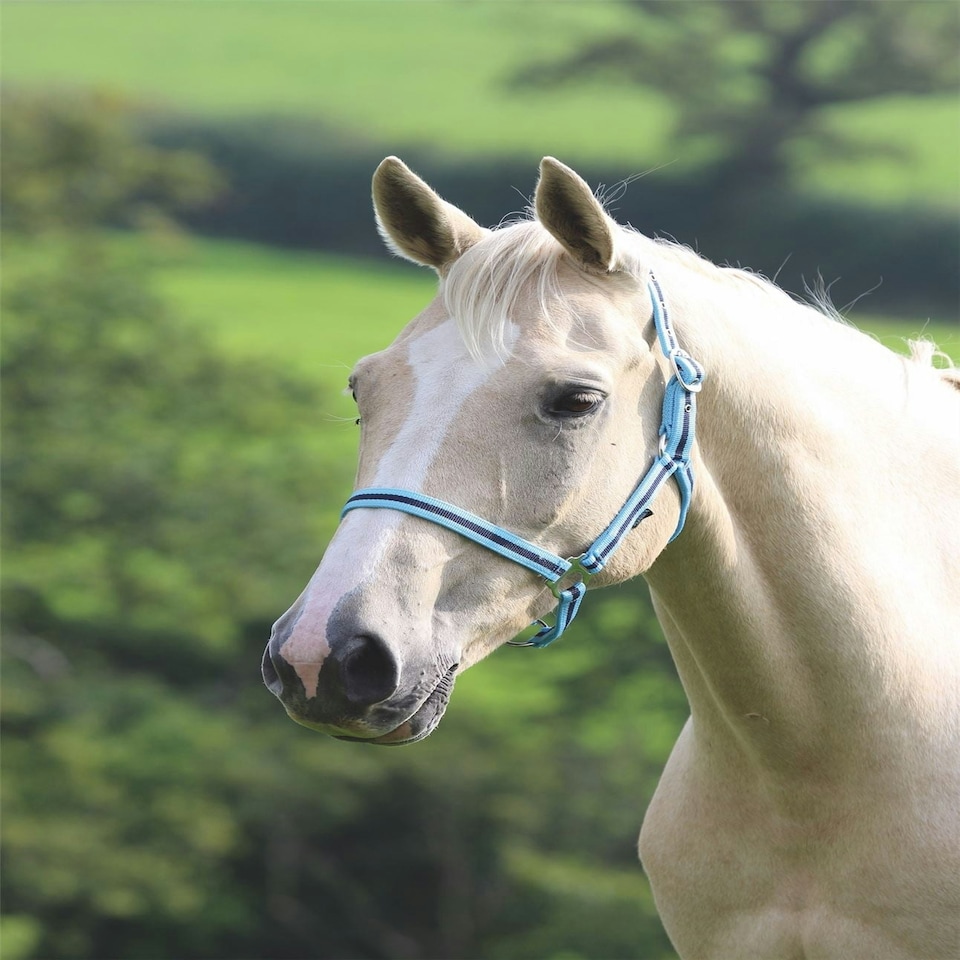 image 1 of Shires Wessex Headcollar Blue | Size: Pony
Colour: Navy/Silver