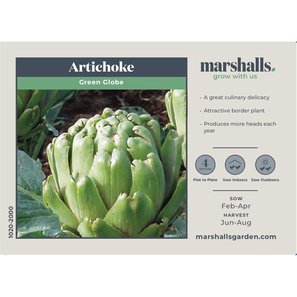 image 1 of Marshalls Garden Artichoke Seeds Green Globe, 35 Seeds