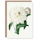 image 1 of Pierre-Joseph Redouté Art Card Vintage Peony Flower Illustration