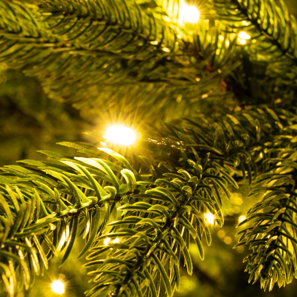 image 1 of Christmas Tree World  9ft/270cm Pre-lit Ultra Mountain Pine
