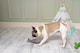 image 3 of Ministry Of Pets Sidney The Shark Squeaky Plush Toy