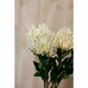 image 5 of Protea Lorea (Single Stem Flower) - Plastic - Height 73 cm - Cream
