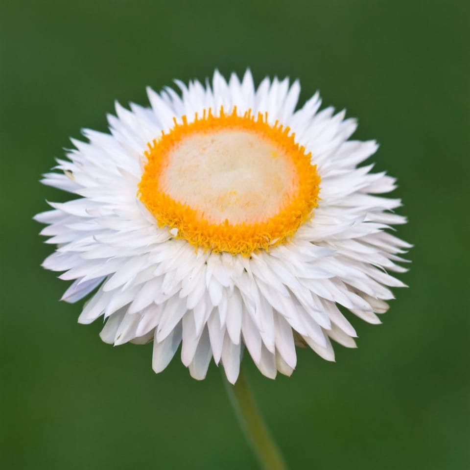 image 1 of Xerochrysum bracteatum White Seeds - 500 Everlasting Flowers for Cottage Gardens & Cut Flower Borders