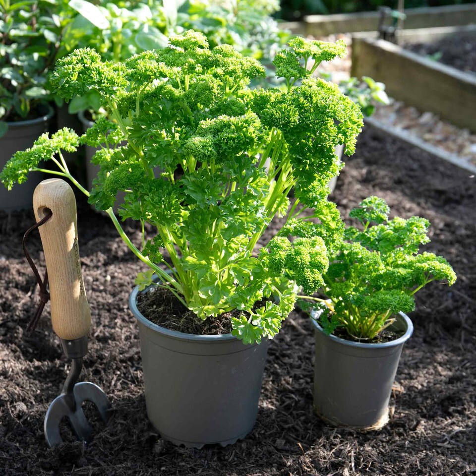 image 1 of Marshalls Garden Parsley 'Moss Curled'