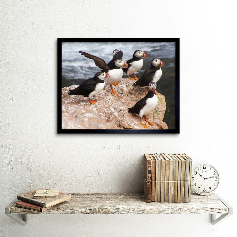 image 1 of Animal North Atlantic Puffins Photo Home Decor 12x16" Framed Wall Art Print