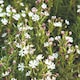 image 2 of Night Phlox - White/Purple Scented Night Blooming Flowers - Fragrant Summer Bedding - Pollinator Friendly - 1x Seed Packet