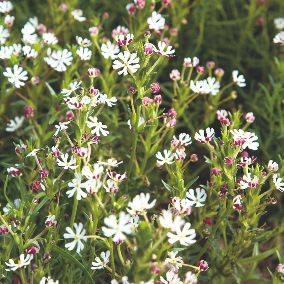 image 1 of Night Phlox - White/Purple Scented Night Blooming Flowers - Fragrant Summer Bedding - Pollinator Friendly - 1x Seed Packet
