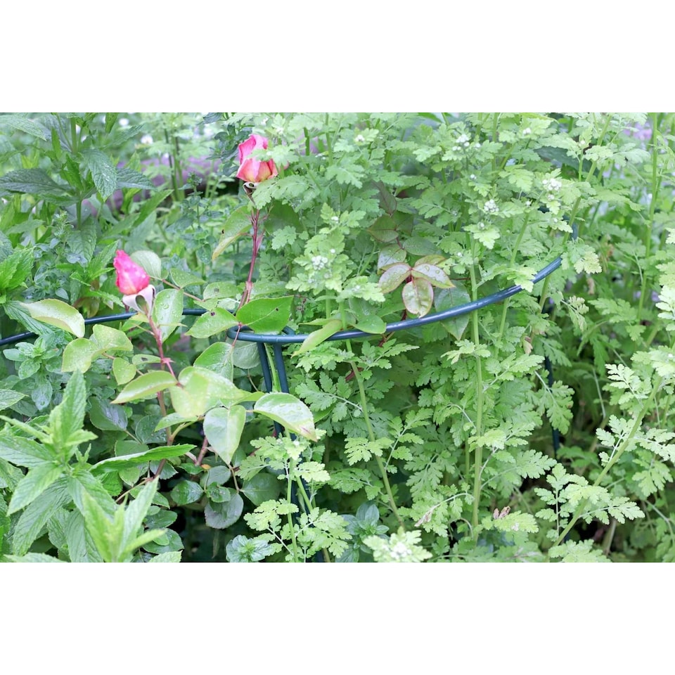image 1 of Garden Pride Plant Support Bows - Large Green Pack of 3