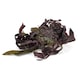 image 1 of Organic Sea Salad 100g (Sussex Wholefoods) | Multi