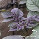 image 10 of Marshalls Garden Seed Potato Charlotte 1kg | Cream | Creamy-yellow | 1