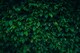 image 1 of 25x Carpinus Betulus Hornbeam Hedging Plants in Pots | By Direct Plants