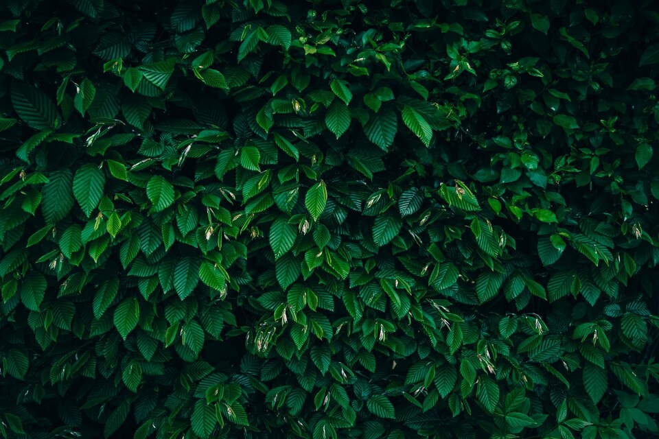 image 1 of 25x Carpinus Betulus Hornbeam Hedging Plants in Pots | By Direct Plants