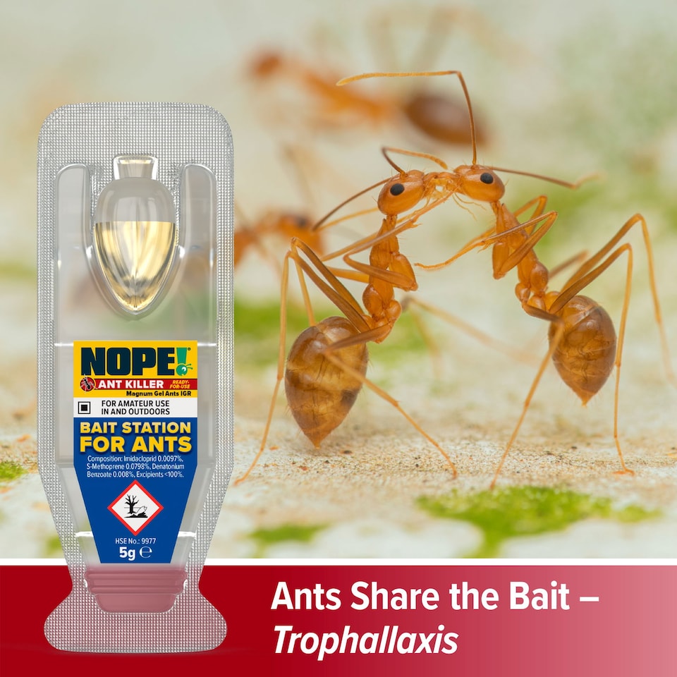 image 1 of NOPE Ant Killer Bait Station ( 1 Box x 3 Pack ) Traps for Indoor & Outdoor. Eradicates Ants and their Colony & Nest