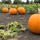 image 2 of Fast-Growing Halloween Pumpkin Seeds - Deep Orange Fruits with Green Handles - Carving & Decor - 4 Seeds