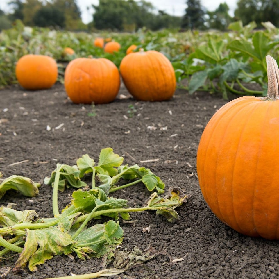 image 1 of Fast-Growing Halloween Pumpkin Seeds - Deep Orange Fruits with Green Handles - Carving & Decor - 4 Seeds