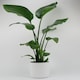 image 1 of Bird Of Paradise 17cm Pot Green