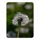 image 5 of Seedhead of a Dandelion in spring, on a field close up flower head, fluffy flower (Blanket)