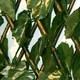 image 2 of Primrose Extendable Artificial English Ivy Garden Privacy Screening 2m x 1m