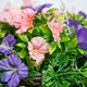 image 3 of Primrose Artificial Petunia Flowers Rattan Hanging Basket Purple Pink 30cm