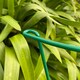 image 9 of Garden Plant Support Connecting Interlocking Metal Hoops (45cm x 60cm) - Pack of 2
