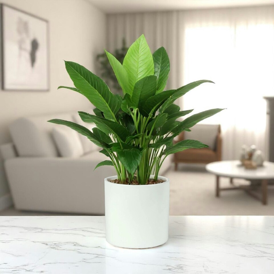 image 1 of Matte White Ceramic Indoor Plant Pot, Cachepot - H17 x W17.5cm White