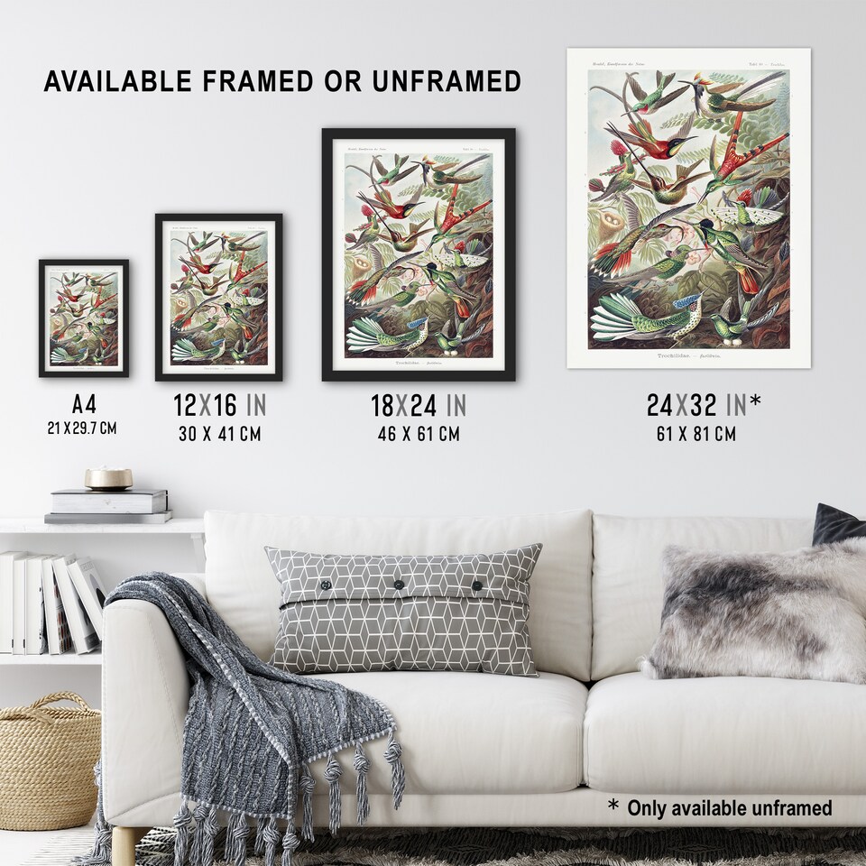 image 1 of Kolibri Birds Hummingbird Species Haeckel Framed Wall Art Print 12X16"