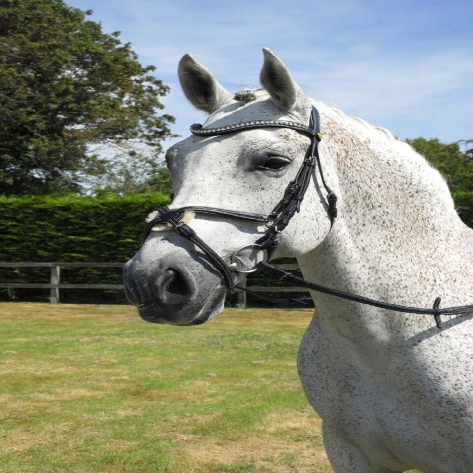 image 1 of Rhinegold Anatomic Mexican Bridle Brown | Size: Pony
Colour: H.Brown