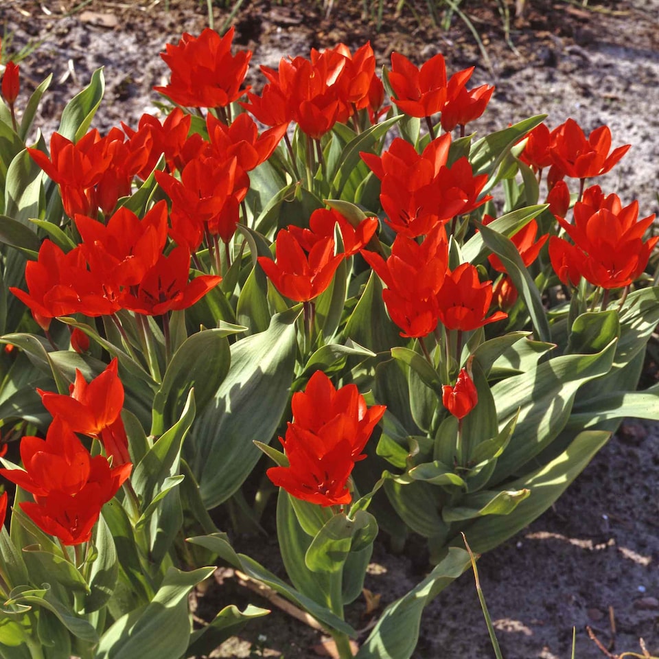 image 1 of Marshalls Garden Spring Joy Bulb Mix - 24 Bulbs
