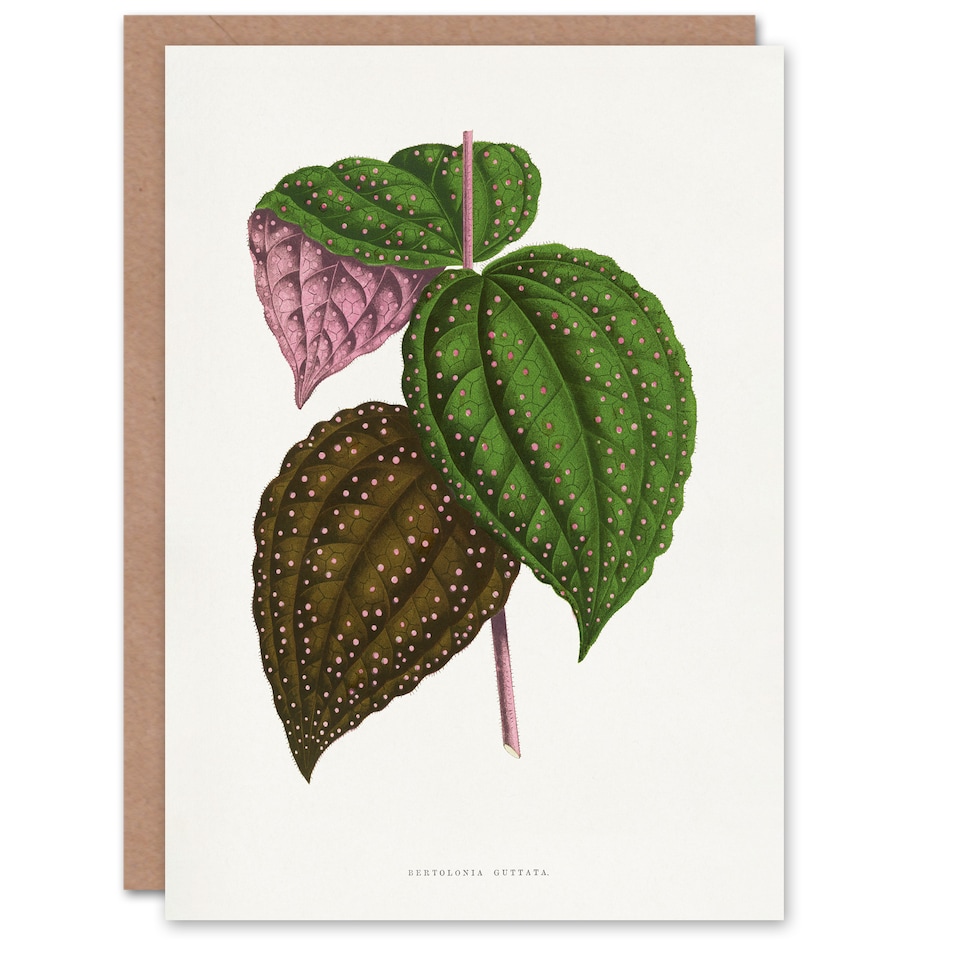 image 1 of AF Lydon Benjamin Fawcett Bertolonia Guttata Leaves Art Greeting Card