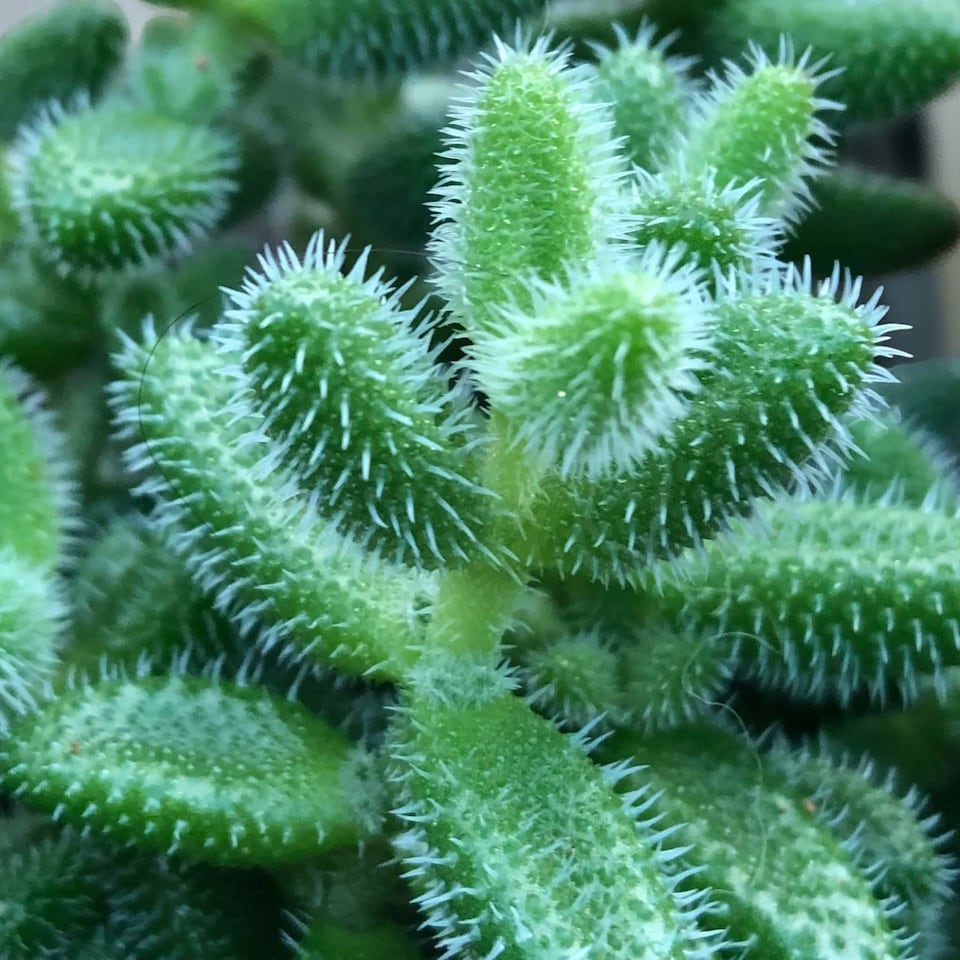 image 1 of 2 x Delosperma Echinatum Pickle Plant in 12cm Pot - Unusual Easy Care Succulent Houseplant