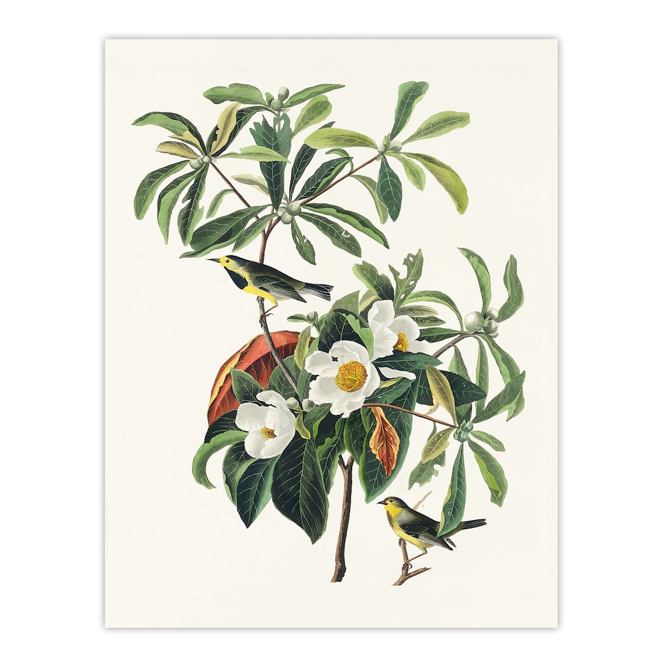 image 1 of Audubon Framed Wall Art Print Bachmans Warbler and Franklinia Tree Home Décor