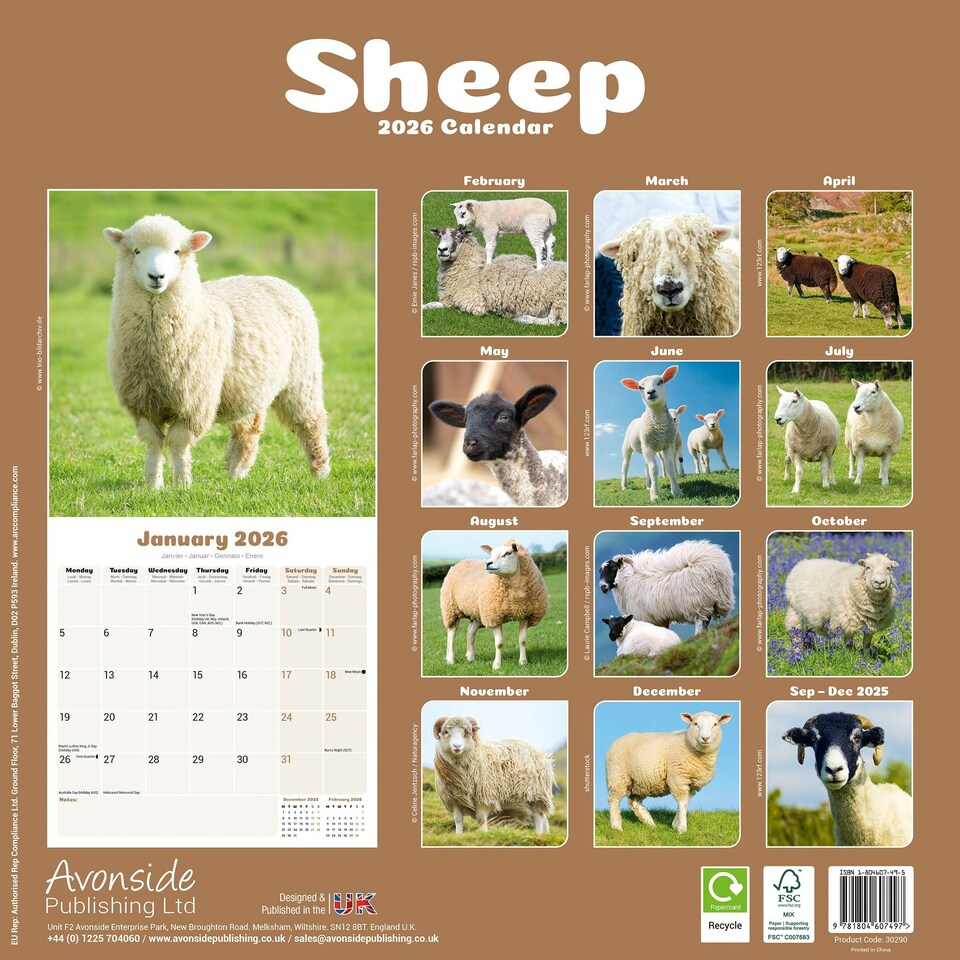 image 1 of Sheep 2026 Calendar | Square Wall Calendar | Farm Animal Gift | Plastic Free Packaging | by Avonside Publishing