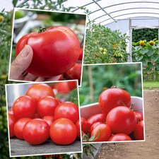 Tomato Indoor Collection - Ailsa Craig, Big Daddy & Gardeners' Delight 3 x 9cm