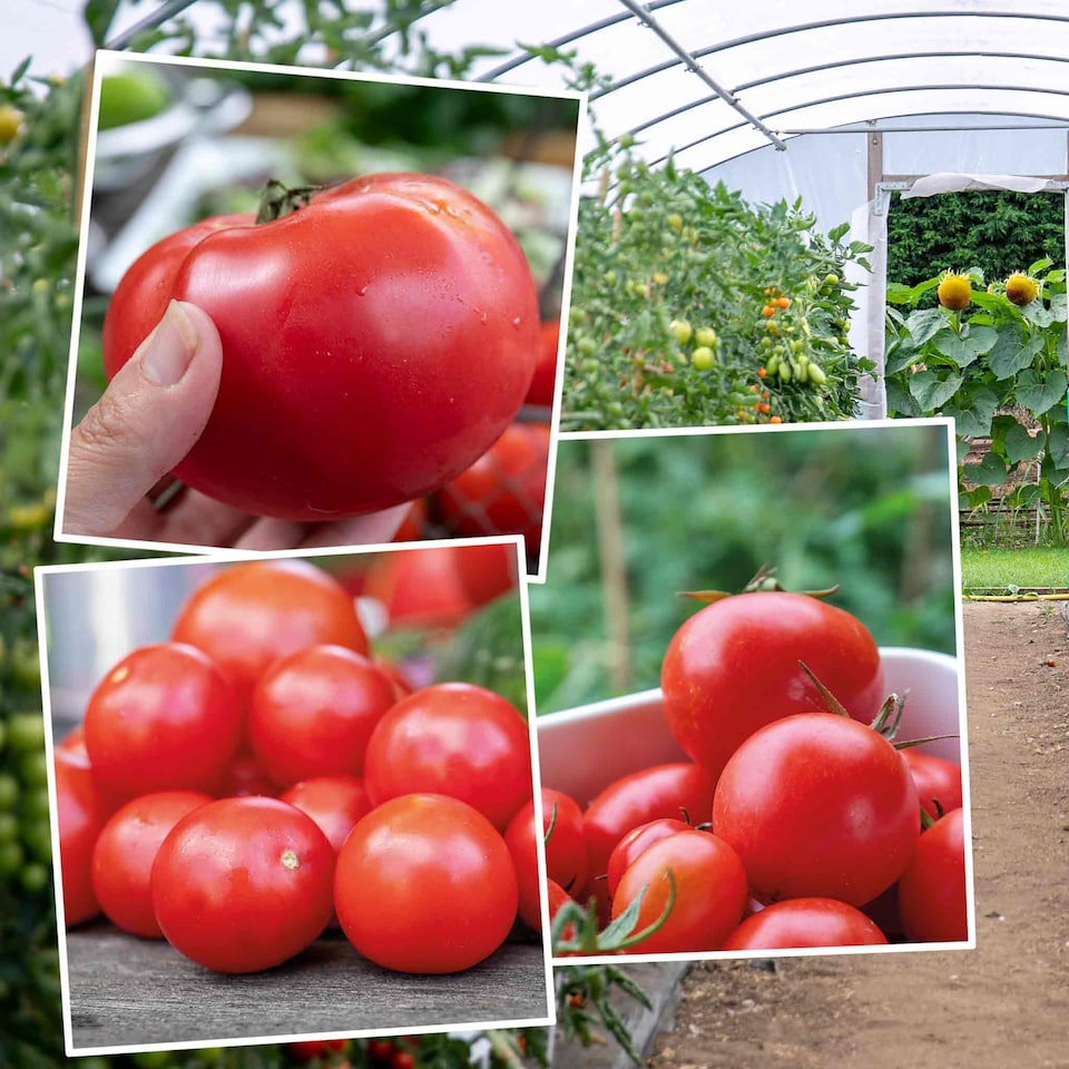 image 1 of Tomato Indoor Collection - Ailsa Craig, Big Daddy & Gardeners' Delight 3 x 9cm