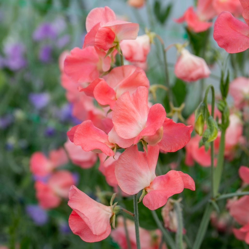image 1 of Unwins Sweet Pea 21 Seeds 'Princess Elizabeth' Spencer-type, Salmon Pink