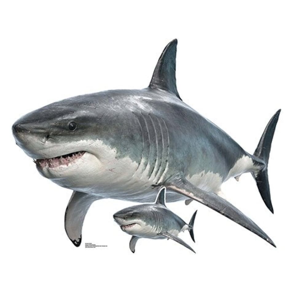 Shark Lifesize Cardboard Cutout 120cm