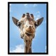 image 1 of Carol M Highsmith Giraffe Head Up Close Look Framed Wall Art Picture Print A3