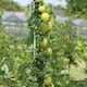 image 1 of Marshalls Garden Gooseberry 'Invicta' bush, RHS-recommended disease-resistant culinary variety | Green | Pale Green