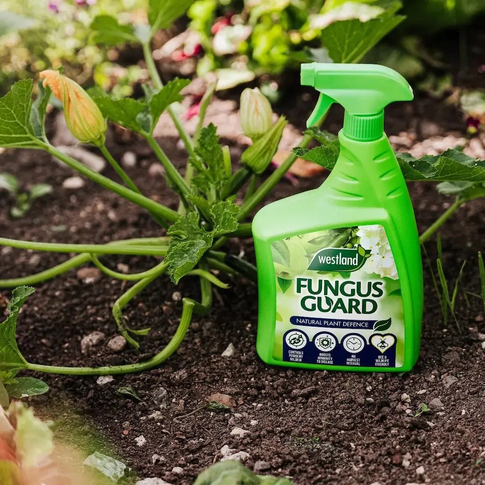 image 1 of Westland Fungus Guard Ready To Use Spray 800ml