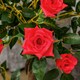image 9 of Outsunny Set of 2 90cm Artificial Rose Tree, Fake Decorative Plant, Red