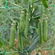image 2 of Marshalls Garden Pea Seeds Onward | Green | Green | Seeds