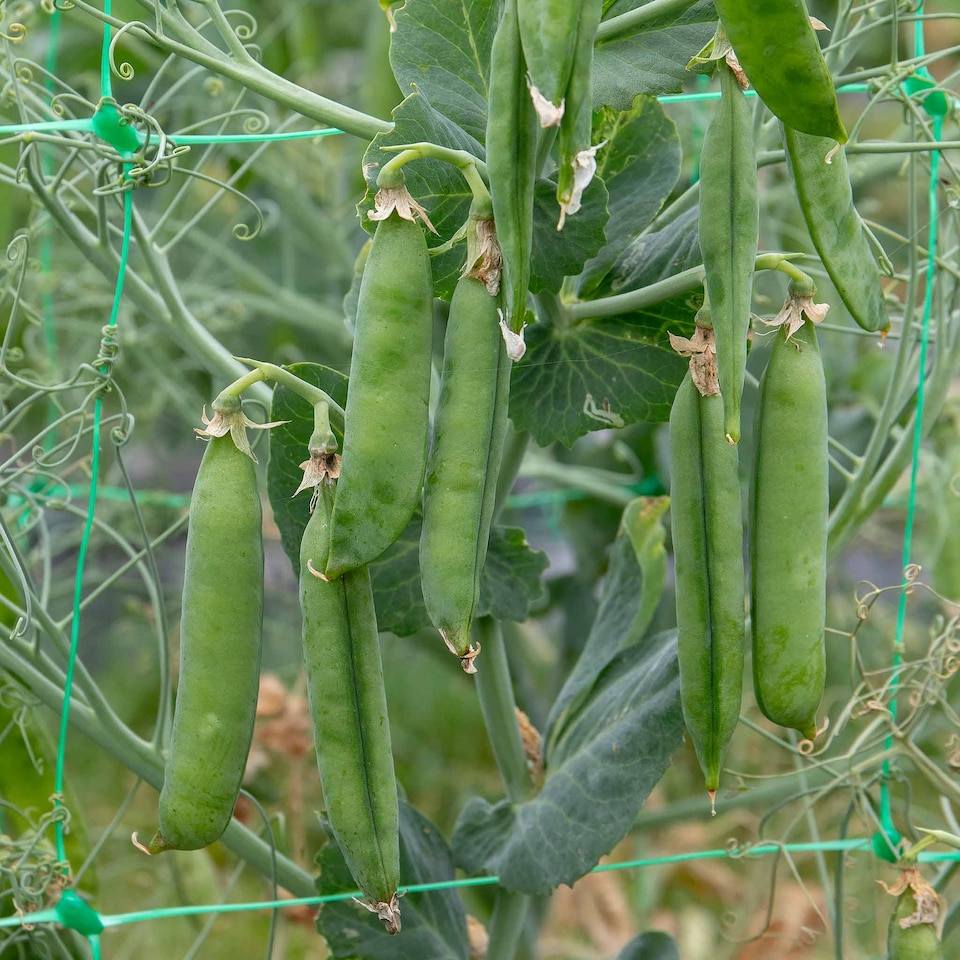 image 1 of Marshalls Garden Pea Seeds Onward | Green | Green | Seeds