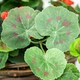 image 4 of Primrose Artificial Geranium Flowers Rattan Hanging Basket in Red 30cm