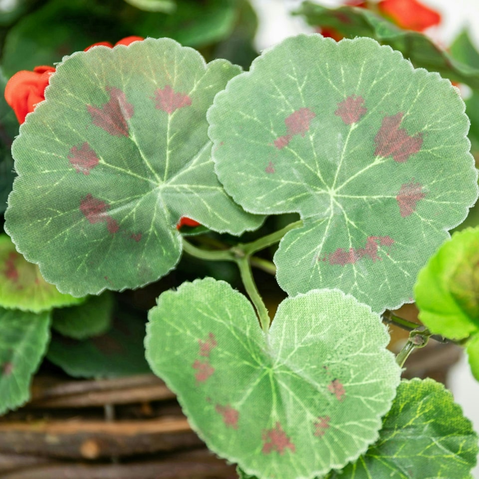 image 1 of Primrose Artificial Geranium Flowers Rattan Hanging Basket in Red 30cm