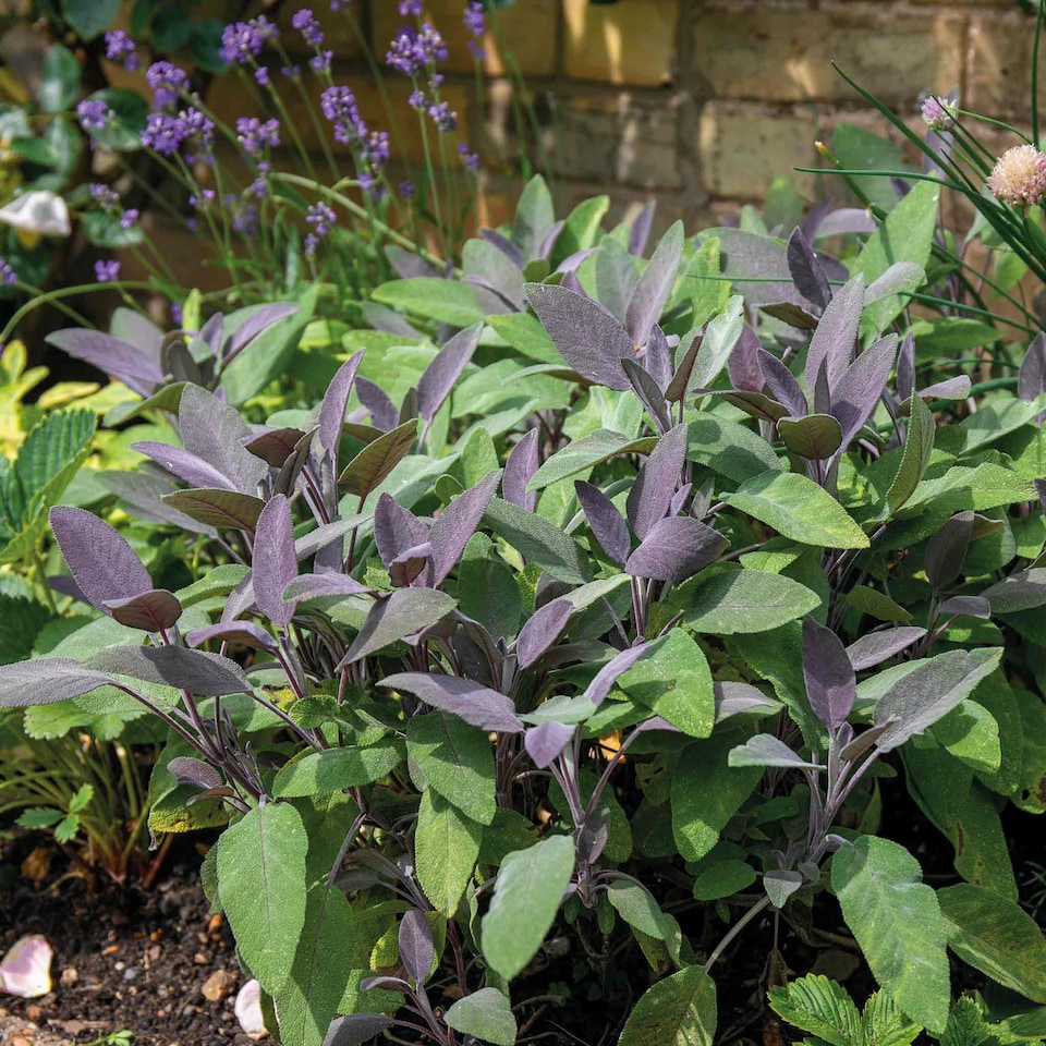 image 1 of Marshalls Garden Sage 'Purpurascens' - Evergreen Purple Salvia officinalis 1L | Green | Dusky purple | 13cm Plant