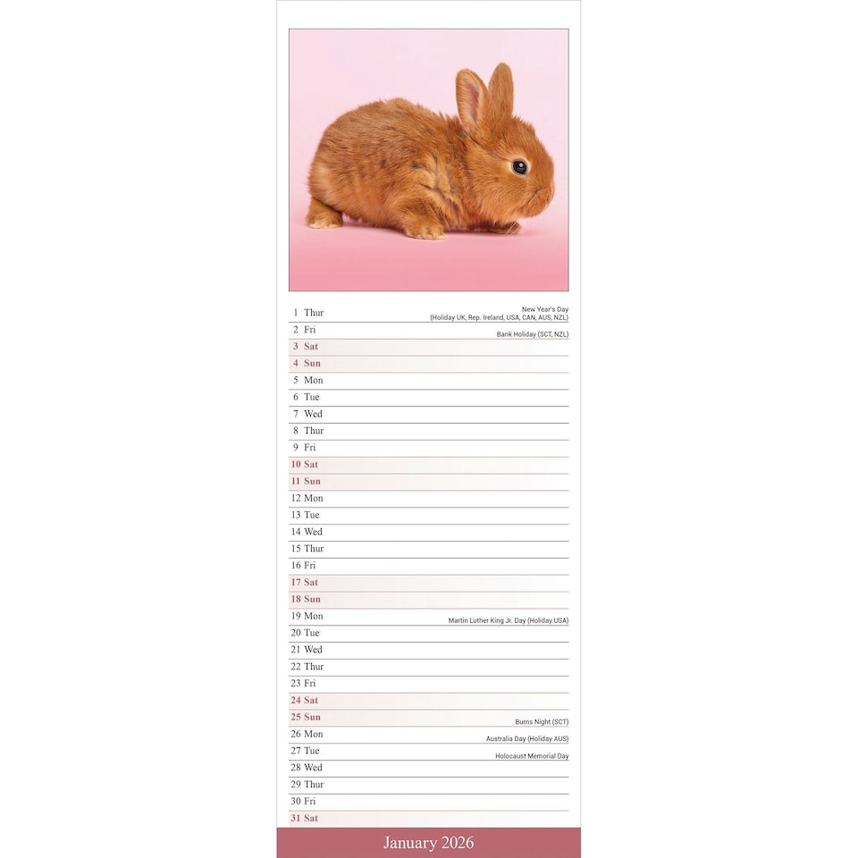 image 1 of Rabbits Slim 2026 Calendar | Slimline Wall Calendar | Animal Gift | Plastic Free Packaging | by Avonside Publishing [Calendar] Avonside Publishing Ltd